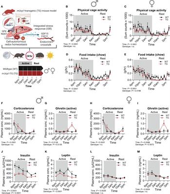 Temporal dynamics of muscle mitochondrial uncoupling-induced integrated stress response and ferroptosis defense